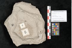 Foto (Objekt + Etikett) von Plantae indet.  (NHMW-GEO-2024-0188-11444)